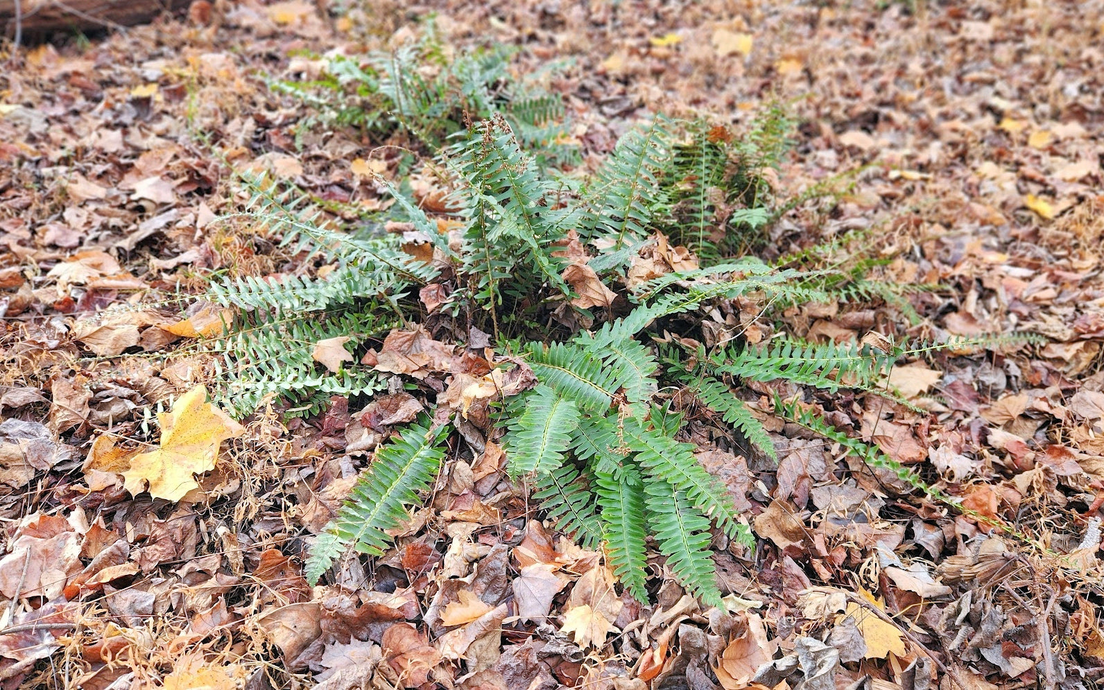 Native Plants: Christmas Fern