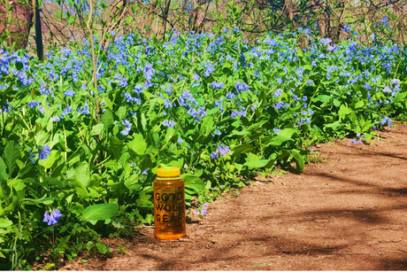 Good Wolf Gathering: Spring Hiking with a Naturalist